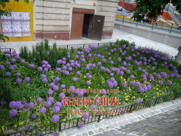 大花蔥觀賞效果實拍