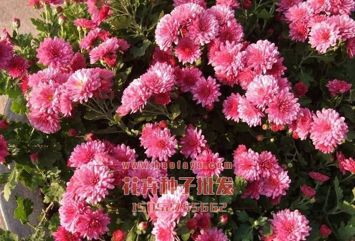 地被菊種植技術(shù)