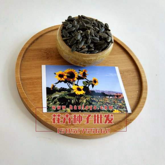 觀賞向日葵種子