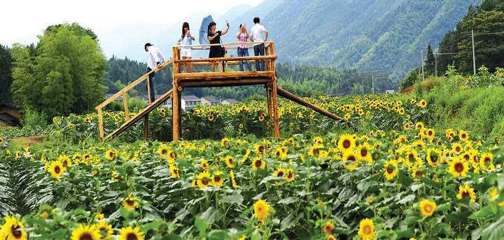 迷你矮向日葵種子