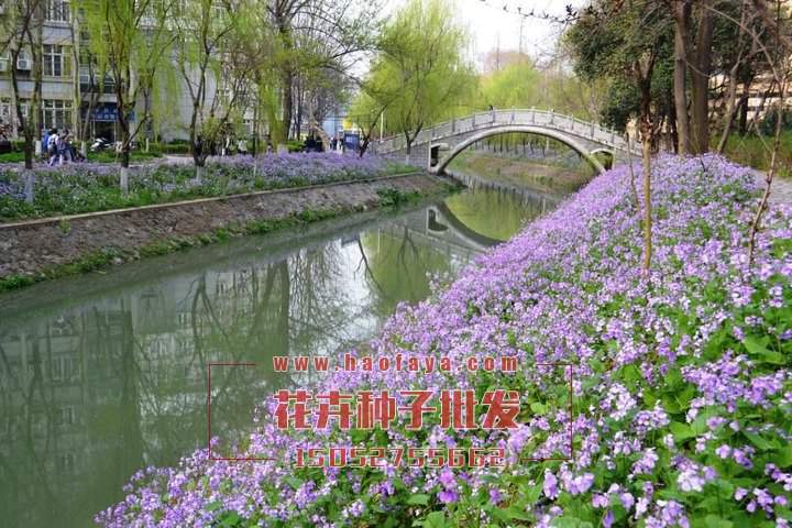 二月蘭種植效果