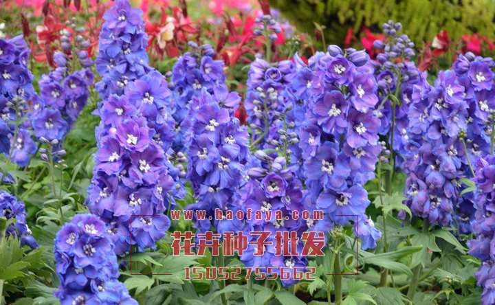 飛燕草種子播種效果展示