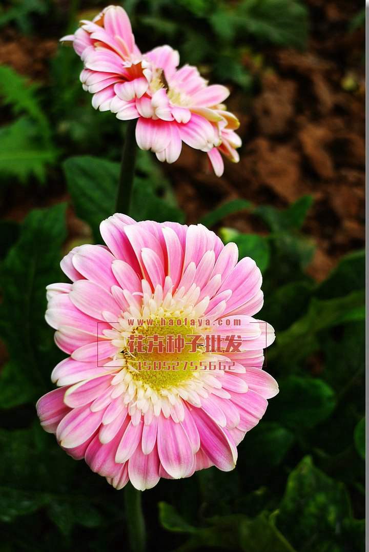 非洲菊種子銷售價(jià)格