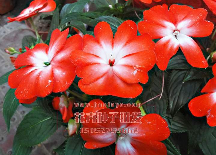 鳳仙花種子播種技術(shù)