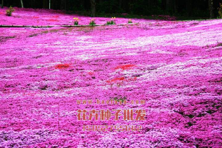 福祿考種植技術(shù)