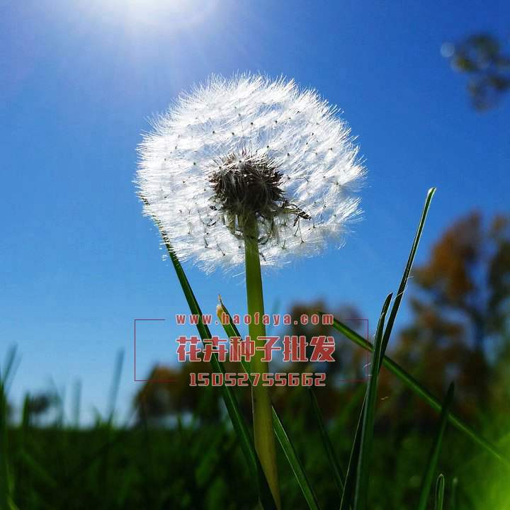 觀賞蒲公英種子銷售