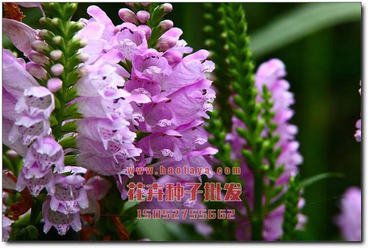 假龍頭種子批發(fā)