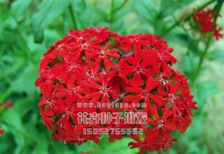 剪秋蘿種子批發(fā)