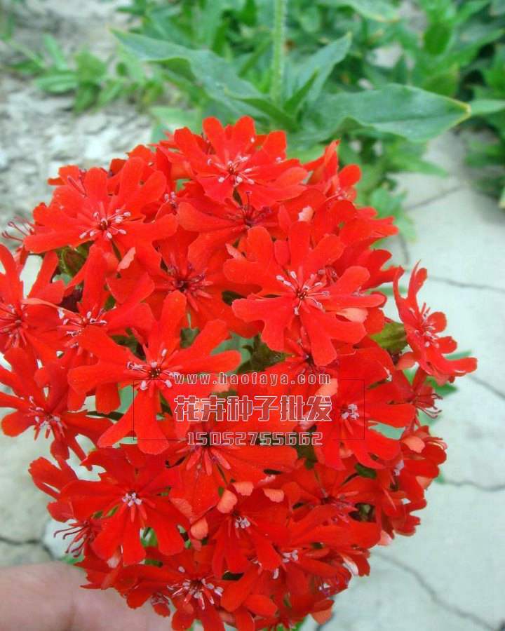 剪秋蘿種子播種效果