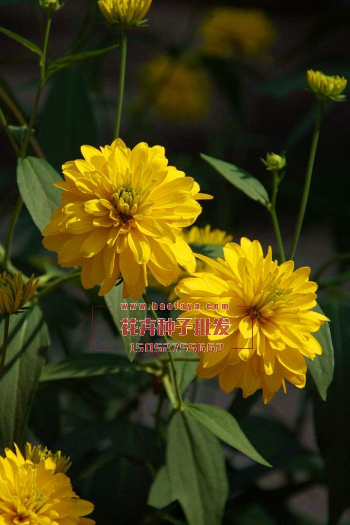 金光菊種子供應(yīng)公司