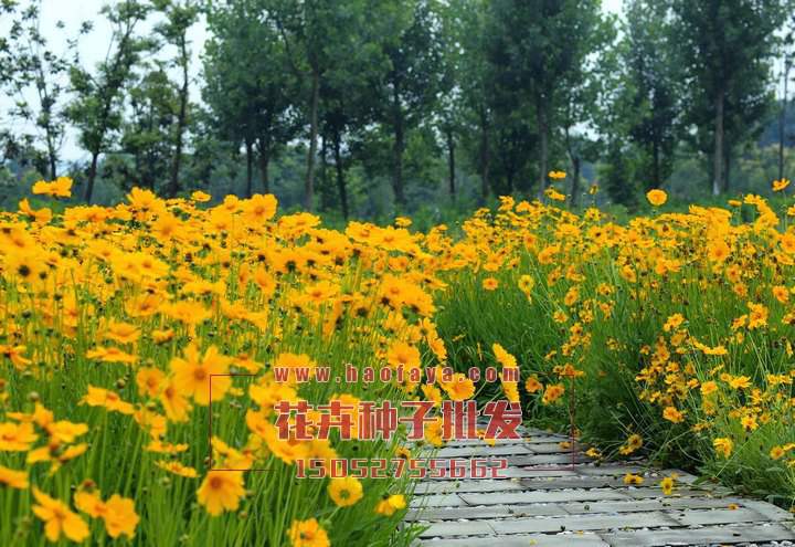 金雞菊種子批發(fā)