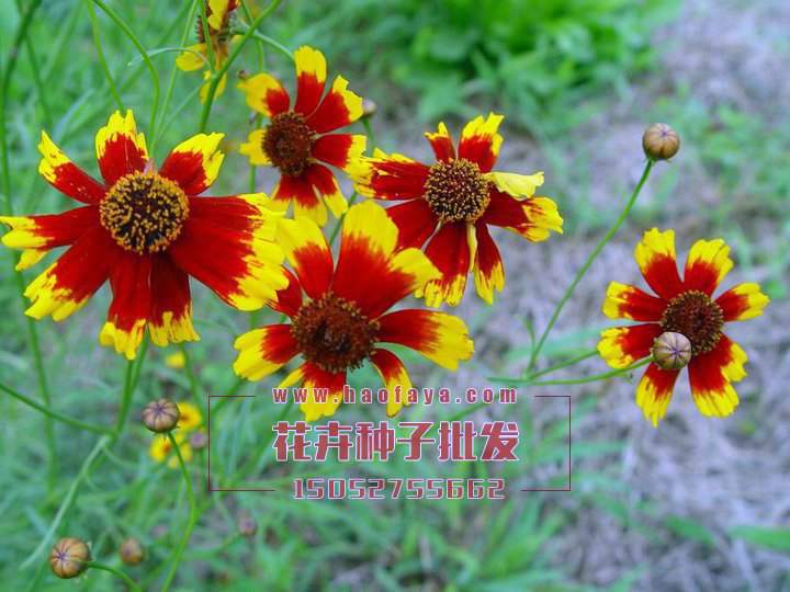 雙色金雞菊種子