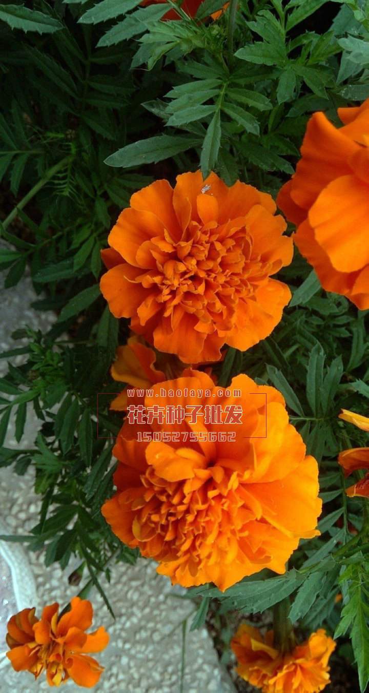 金盞菊種子批發(fā)