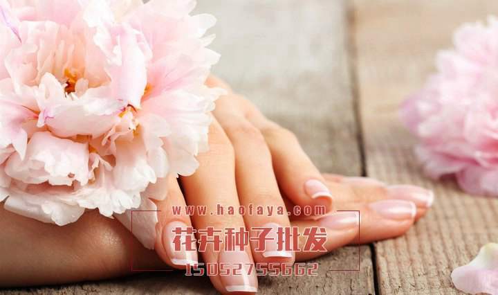 康乃馨是一種交際花卉