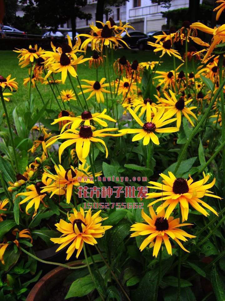 黑心菊播種栽培種植技術(shù)