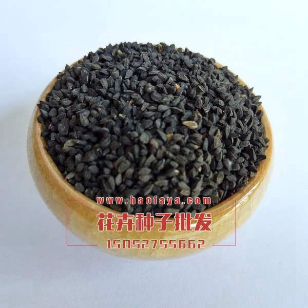 黑種草種子