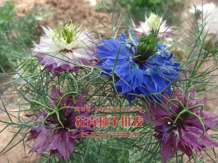 黑種草種子播種種植技術(shù)