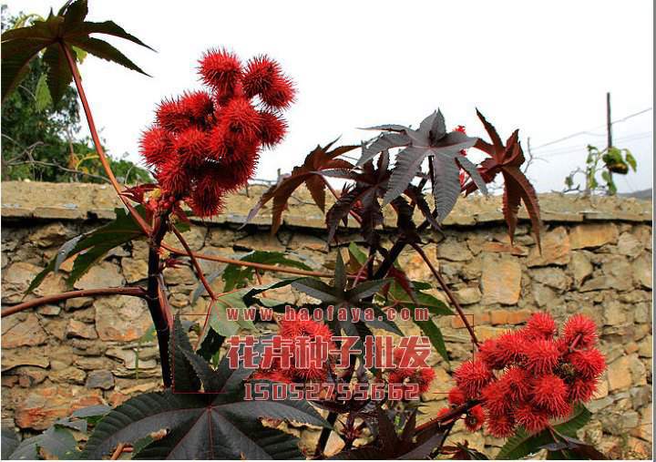 紅蓖麻種子銷售價(jià)格