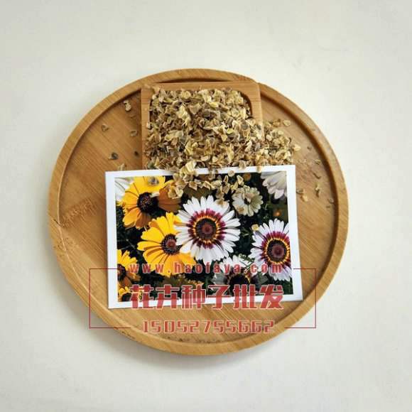 花環(huán)菊種子