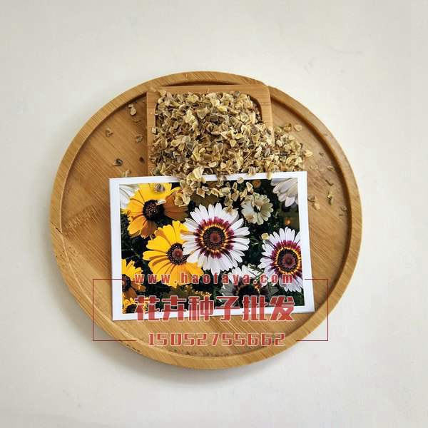 花環(huán)菊種子