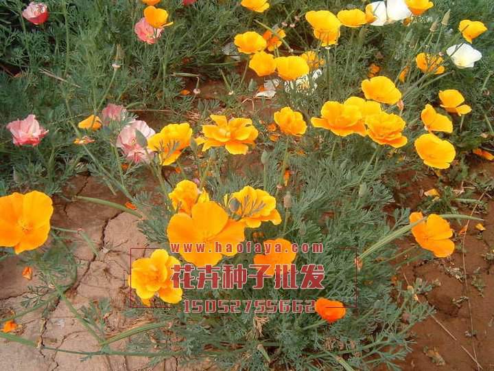 花菱草種子公司