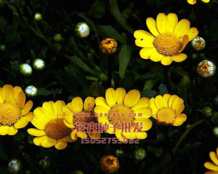 黃晶菊種子銷售價(jià)格