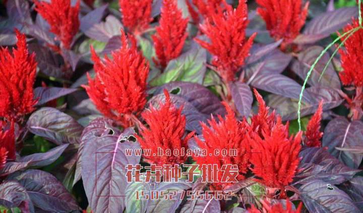 雞冠花種子批發(fā)