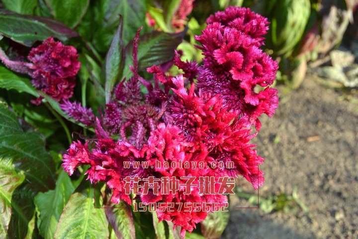 雞冠花種植栽培技術(shù)