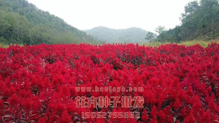 雞冠花種子播種效果展示