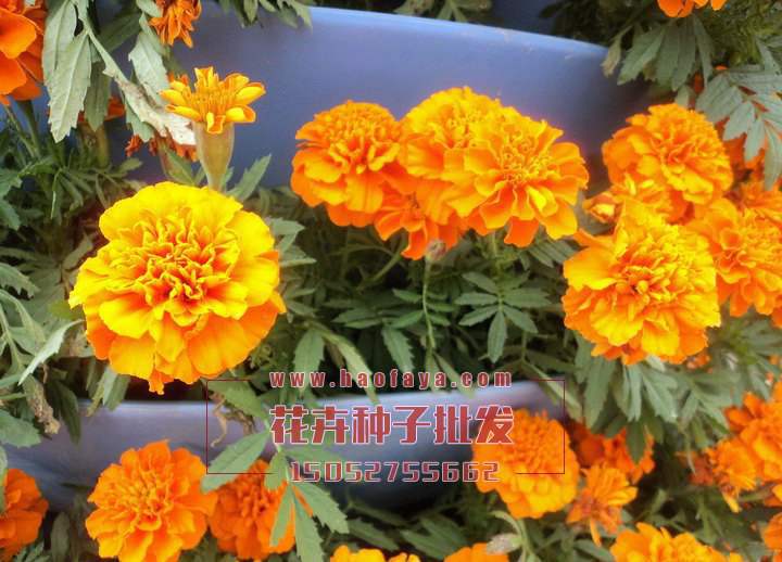 孔雀草種植技術(shù)