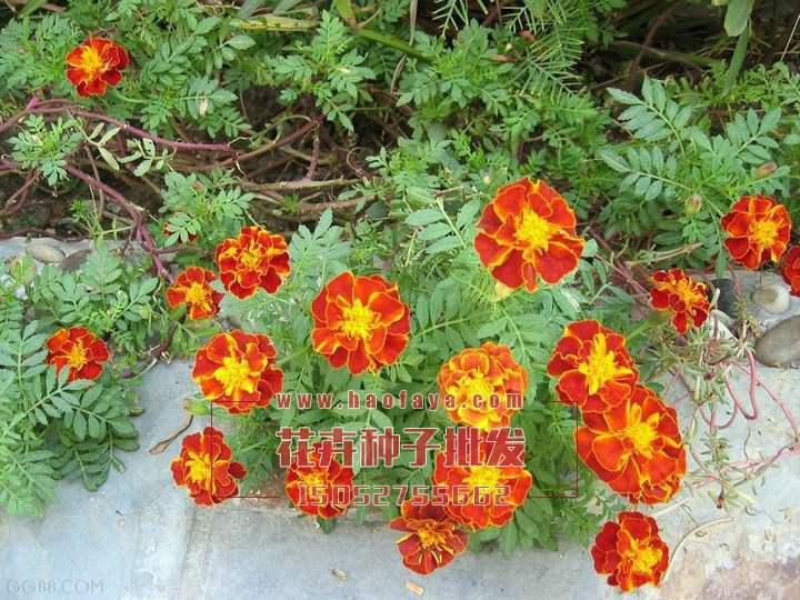 孔雀草種子銷售價格