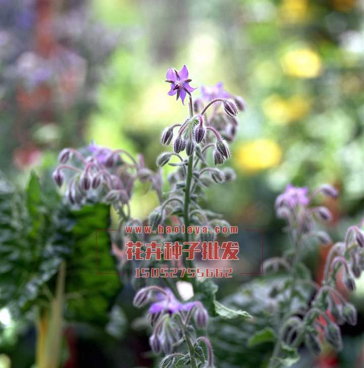 琉璃苣種子銷售價格