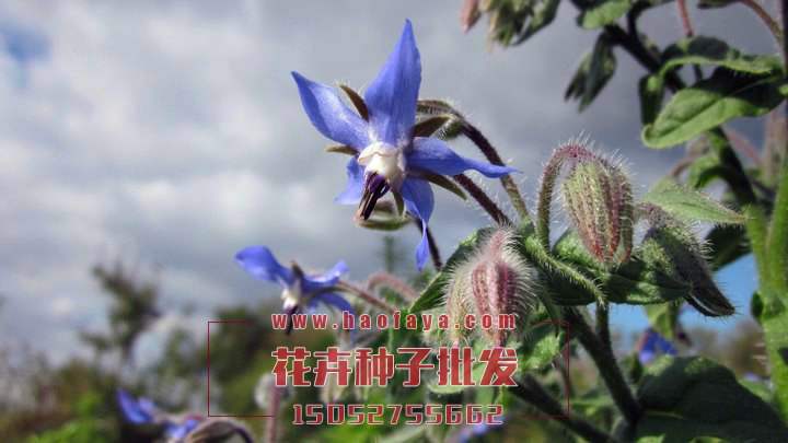 琉璃苣種子批發(fā)