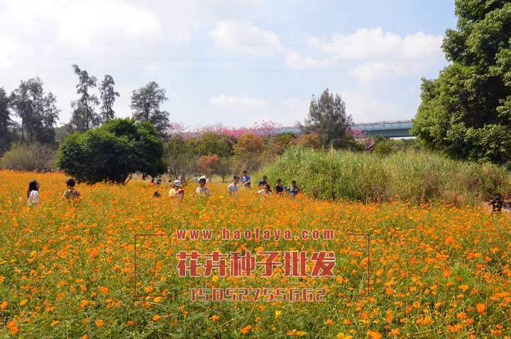 硫華菊種子批發(fā)