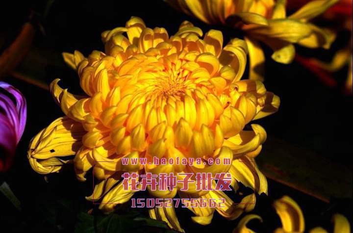 龍鳳菊菊花種子銷售價(jià)格