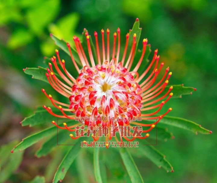 輪峰菊種子銷售價格