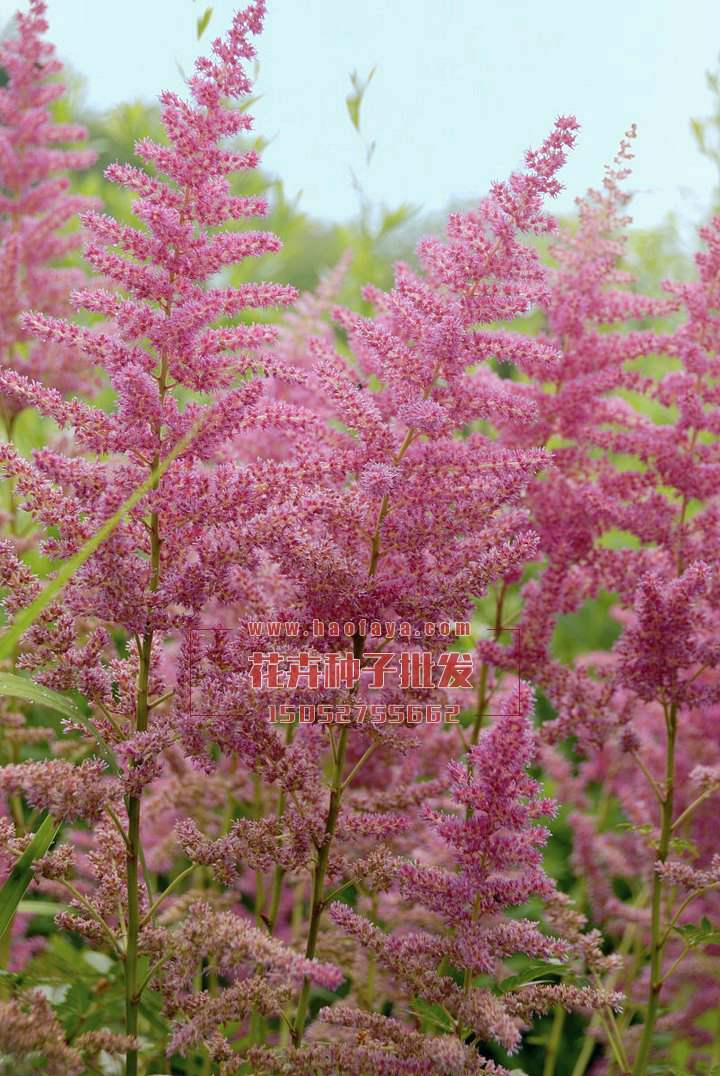 落新婦種子播種效果展示