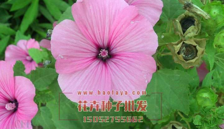 馬落葵種植技術(shù)