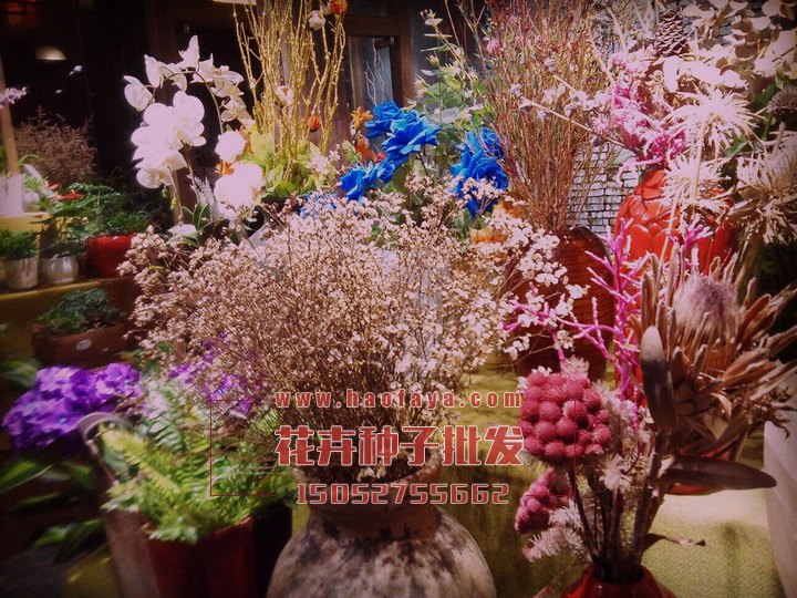 滿天星播種效果展示