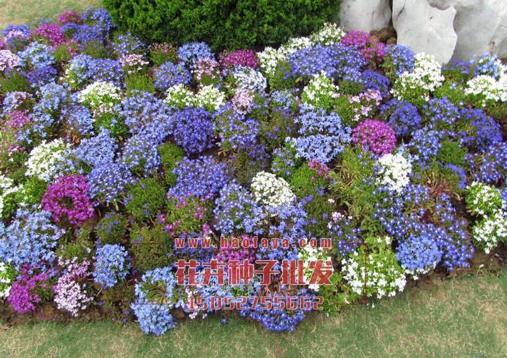 滿天星種子批發(fā)