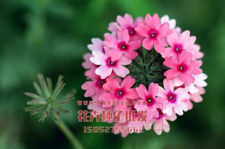 美女櫻種植技術(shù)