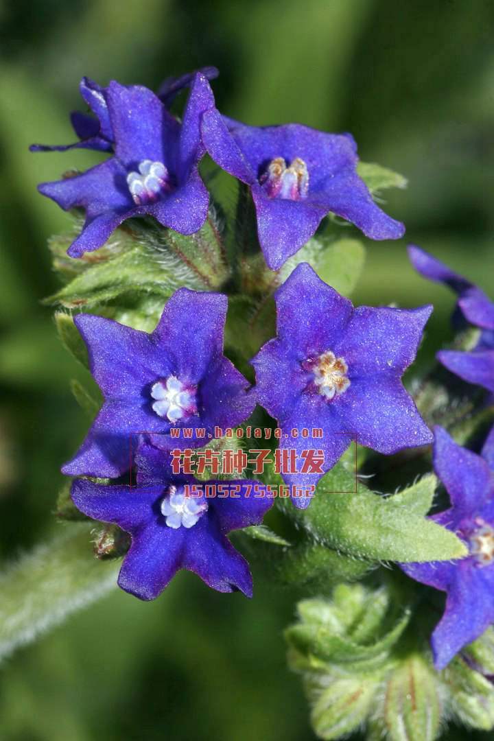 南非牛舌草種子供應(yīng)公司