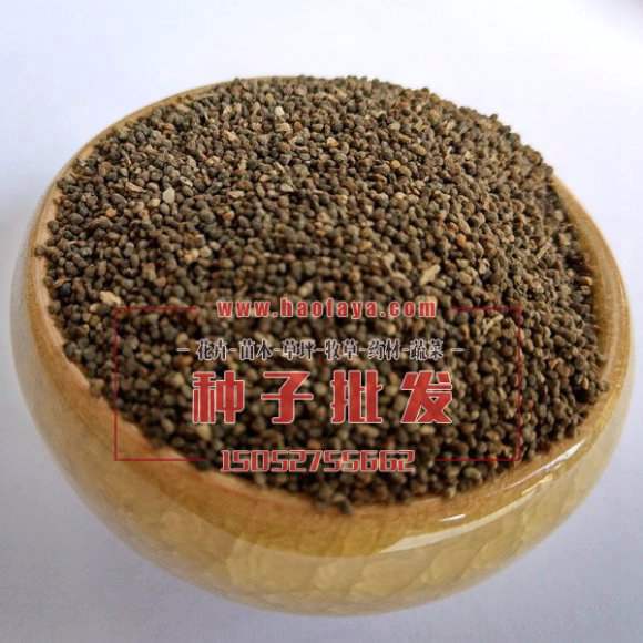 南非牛舌草種子