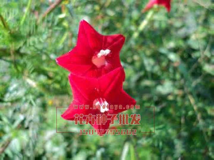 羽葉蔦蘿種子批發(fā)