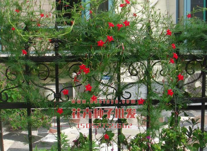 羽葉蔦蘿種子播種效果展示‘’