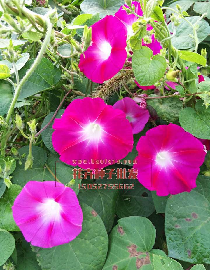 牽?;ǚN植技術(shù)