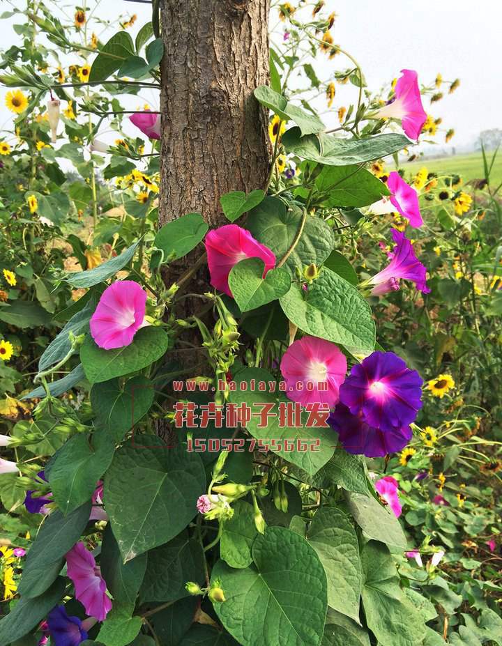 牽?;ǚN子播種栽培效果展示