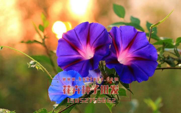 牽?;ǚN子批發(fā)