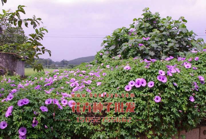 牽?;ǚN子供應(yīng)公司