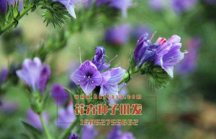 前鳥草種植技術(shù)